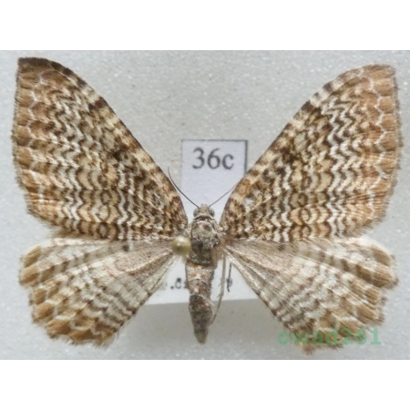 Hydria undulata (Linnaeus, 1758) Czech36c